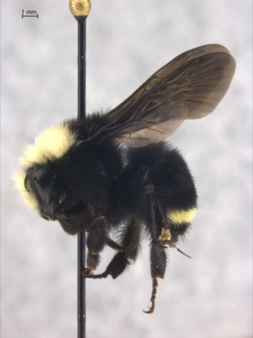 Bombus vosnesenskii